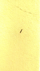 Nectopsyche splendida