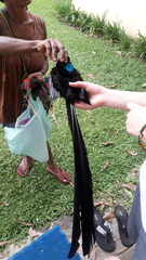 Astrapia stephaniae