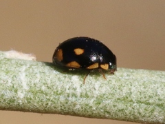 Hyperaspis quadrioculata