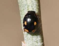 Hyperaspis quadrioculata