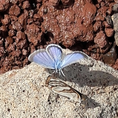 Hemiargus hanno hanno