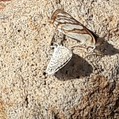 Hemiargus hanno hanno