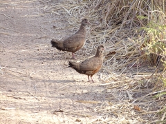 Ptilopachus petrosus