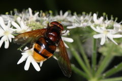 Volucella zonaria