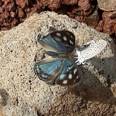 Dynamine tithia tithia