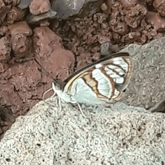Dynamine tithia tithia