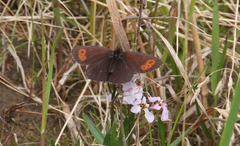 Erebia disa