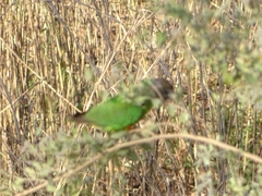 Poicephalus senegalus
