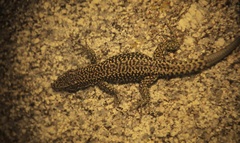 Iberolacerta cyreni