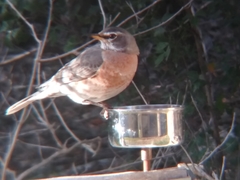 Turdus migratorius