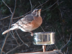 Turdus migratorius