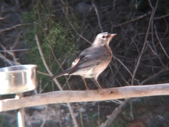 Turdus migratorius