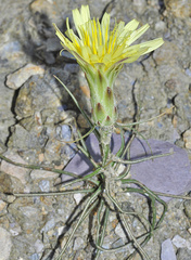 Scorzonera angustifolia