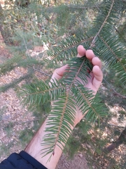Pseudotsuga macrocarpa