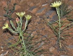 Scorzonera angustifolia