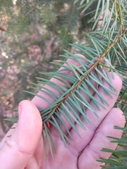 Pseudotsuga macrocarpa