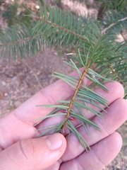 Pseudotsuga macrocarpa
