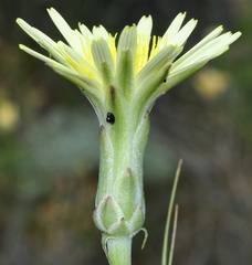 Scorzonera angustifolia