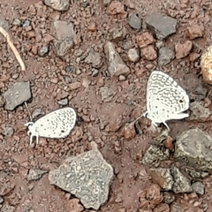 Hemiargus hanno hanno