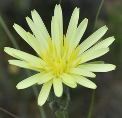 Scorzonera angustifolia