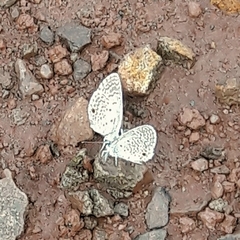 Hemiargus hanno hanno