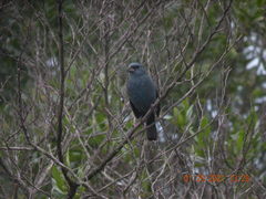 Cyanoloxia glaucocaerulea