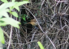 Cantorchilus modestus