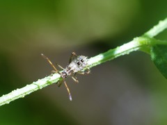 Leptoglossus chilensis
