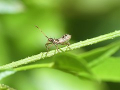 Leptoglossus chilensis