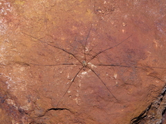 Amilenus aurantiacus