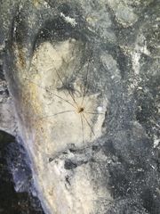 Amilenus aurantiacus