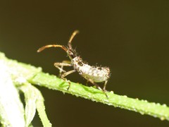 Leptoglossus chilensis