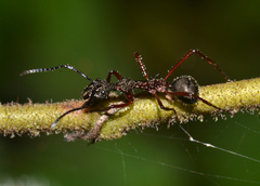 Dolichoderus attelaboides