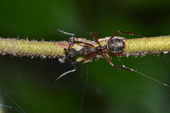 Dolichoderus attelaboides