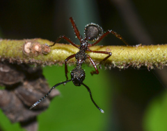 Dolichoderus attelaboides