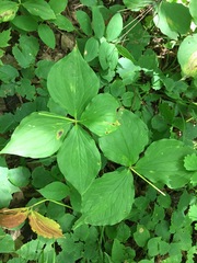 Trillium grandiflorum