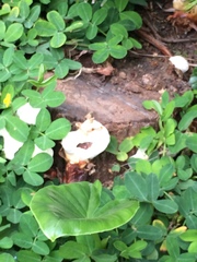 Fungi