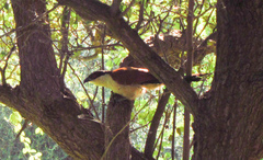 Centropus senegalensis