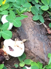 Fungi