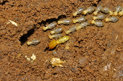 Neocapritermes opacus