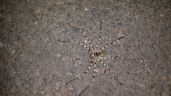 Eusparassus walckenaeri