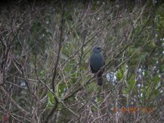 Cyanoloxia glaucocaerulea