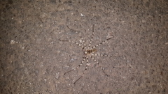 Eusparassus walckenaeri