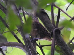 Cantorchilus leucotis