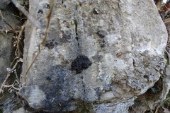 Lathagrium auriforme