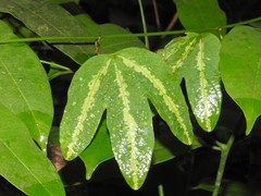 Passiflora trifasciata