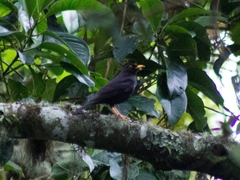 Turdus infuscatus