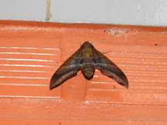 Oryba achemenides