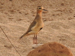 Oreopholus ruficollis