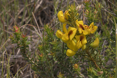 Cyclopia genistoides